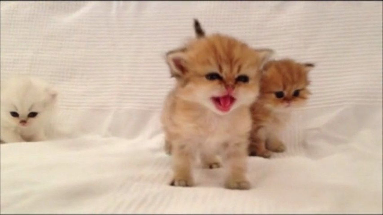 Iso de Silver Gate - Chaton Persan Black Golden Shell