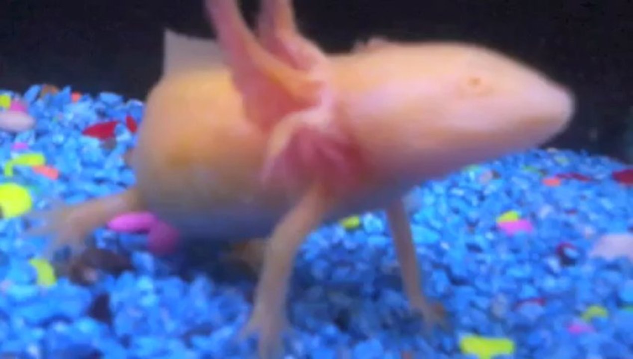Axolotl
