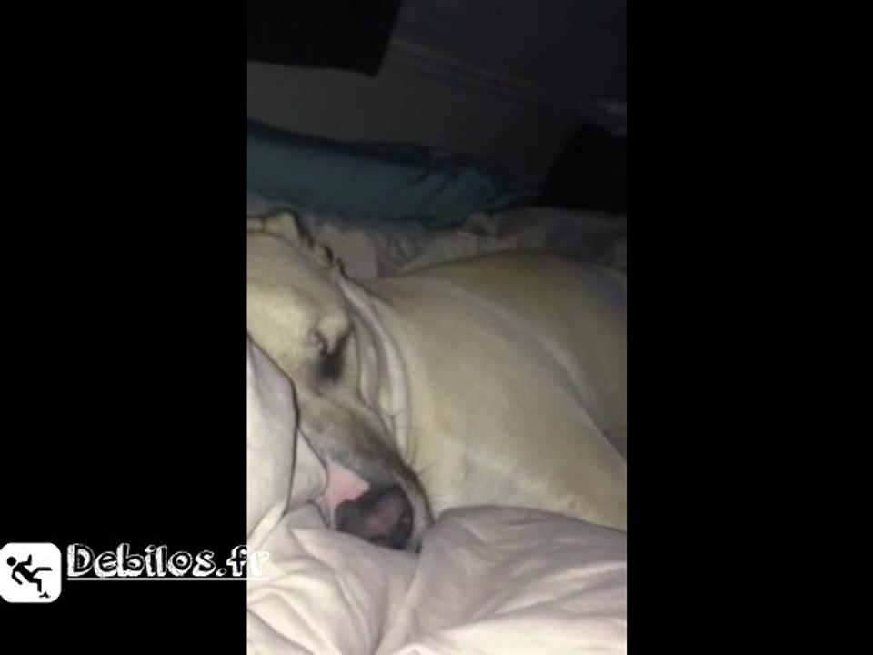 Becks, le chien qui ronfle comme Daffy Duck !