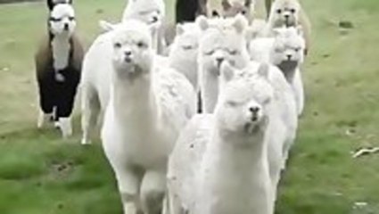 When Animals Attack People