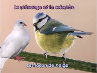 La mésange et la colombe...le flocon de neige
