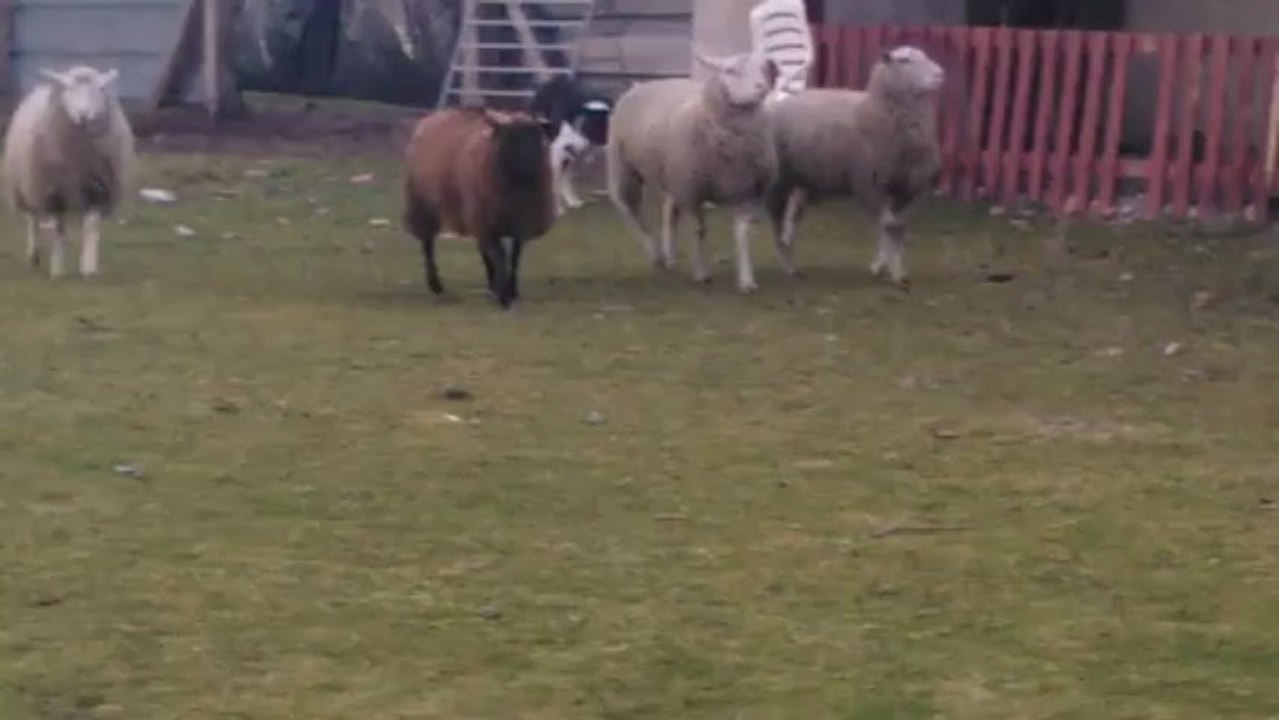 fangio border collie entrainement brebis