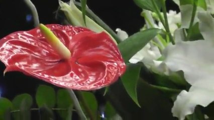 Ali İbicek -MANOLYA - Türkü Pınarı -Tempo Tv