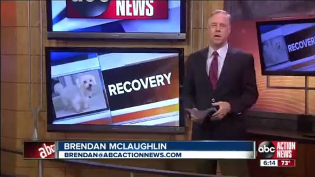 Abandonné après avoir été amputé des deux pattes arrière, ce chien peut de nouveau marcher