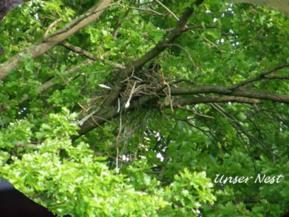 Vögel - Amsel - Turdus Merula - Blackbird