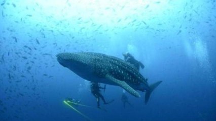 Sharks among the winners at wildlife summit