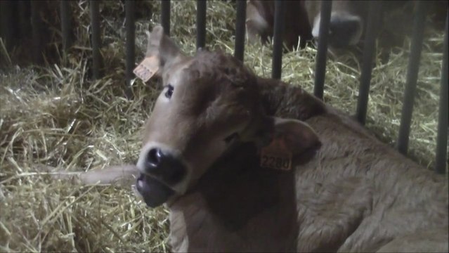 Le petit veau de la race Parthenaise, la race Blanc bleu et Bleue du Nord au salon de l'agriculture 2013