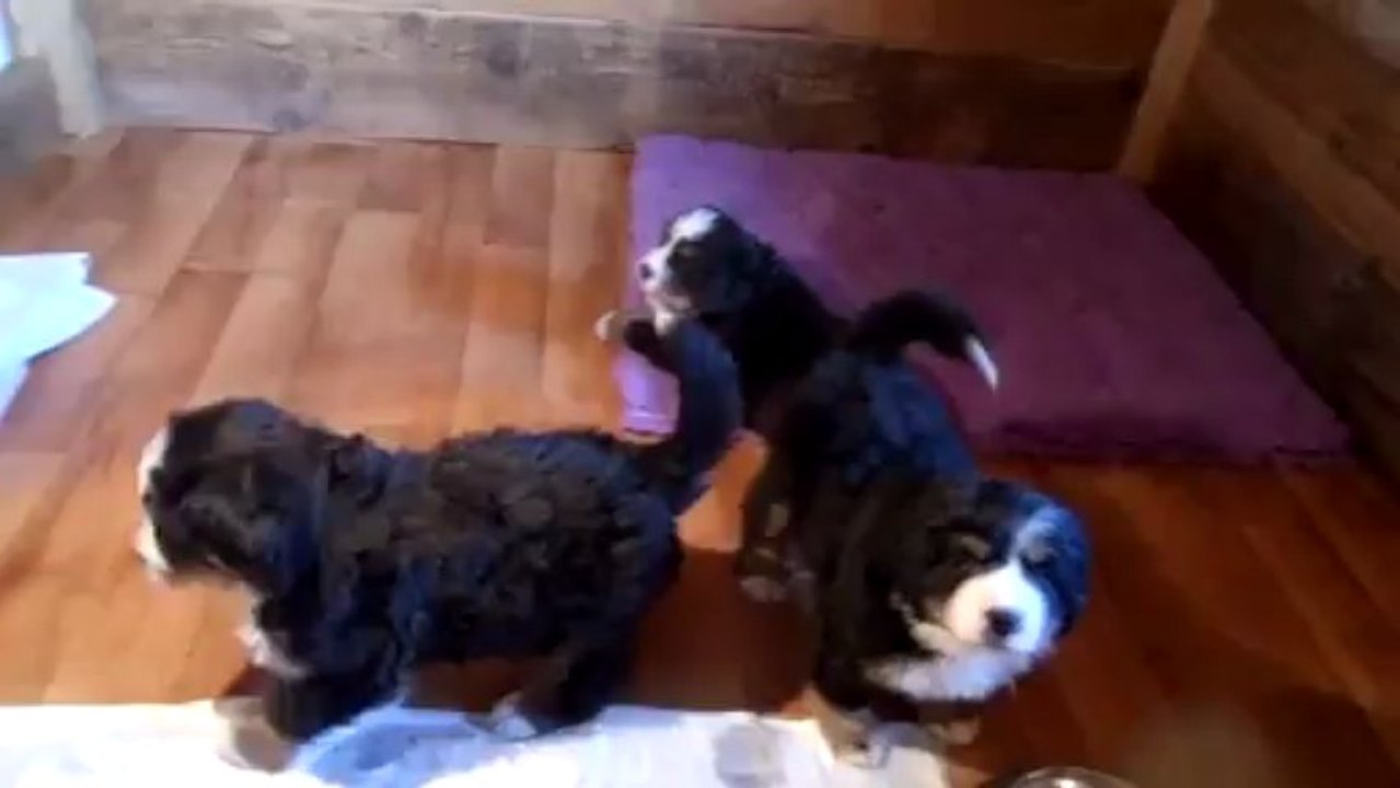 15 mars  - les bébés (Igor avec la carotte)