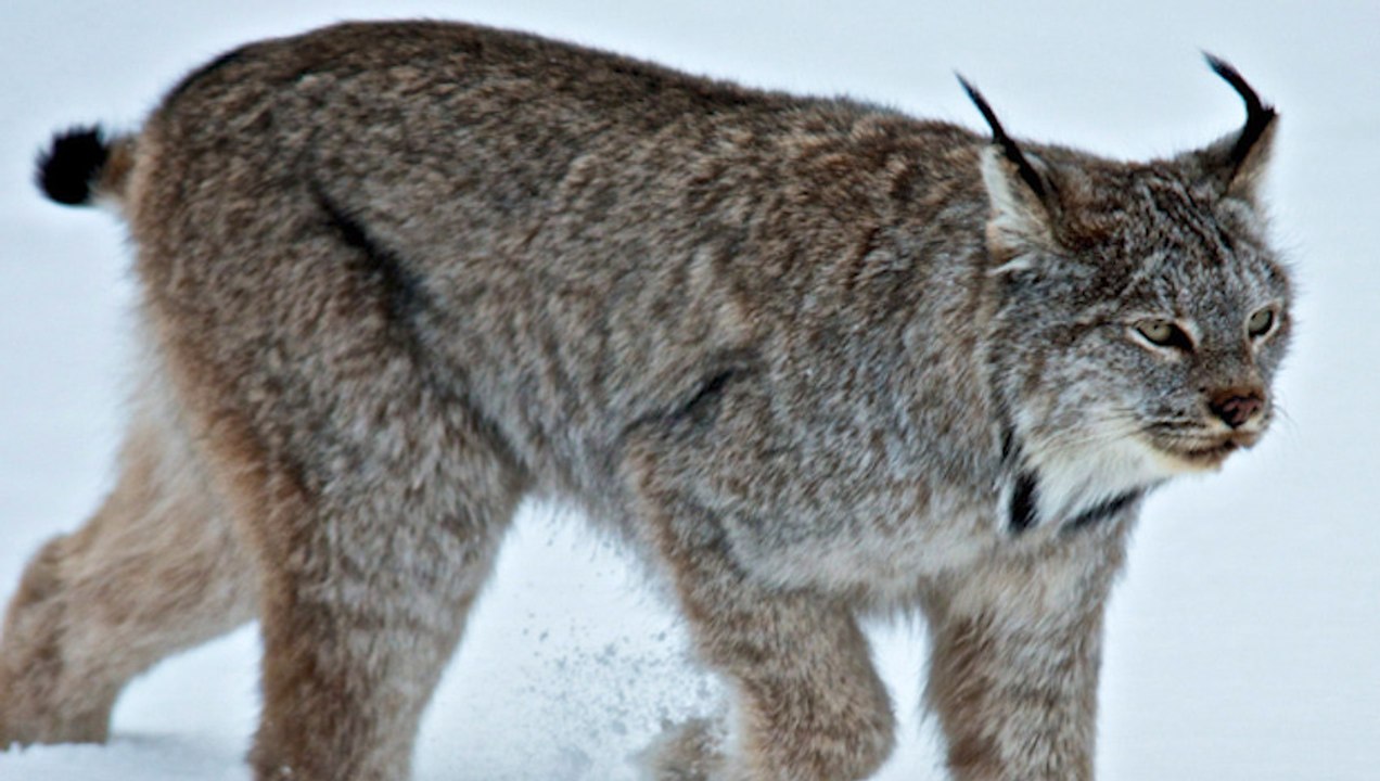 Lynx pair put on a show in Lake Louise