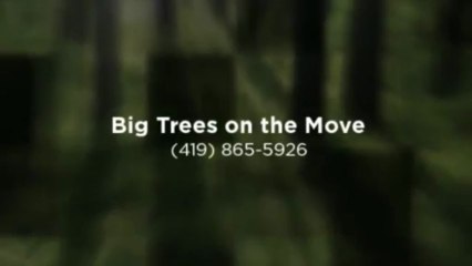 Big Trees on the Move  (419) 865-5926