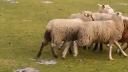 fakir border collie entrainement brebis