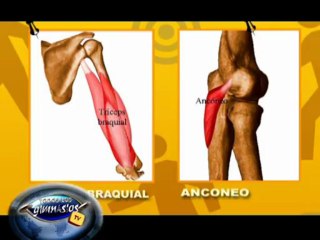 Ejercicio de Musculacion para Triceps braquial - Francés acostado - Análisis biomecánico