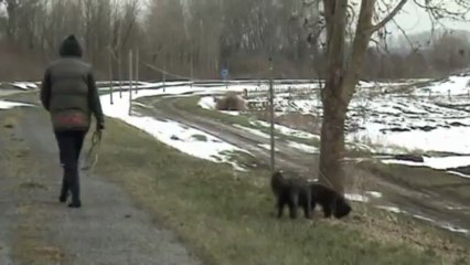 New01.mpg Canal  15 Mars 2013  la neige fond