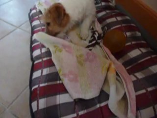 Helwen, Jack Russel, 8 mois