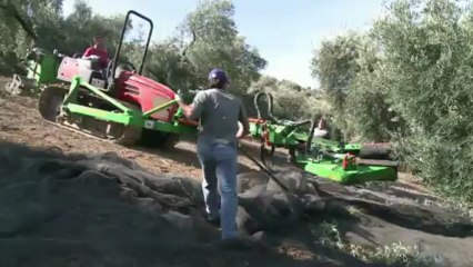 Azeite: o ouro da Andaluzia