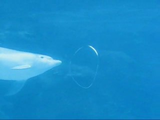 Un Dophin qui s'amuse avec des bulles dans un bocal