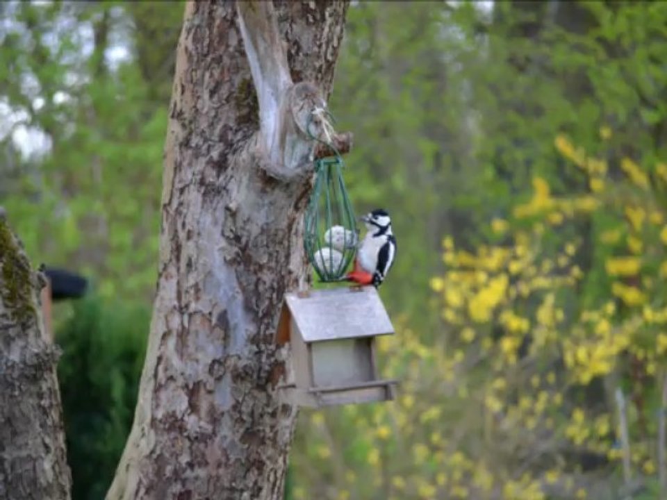 Vögel - buntspecht - dendrocopus major - great spotted woodpecker