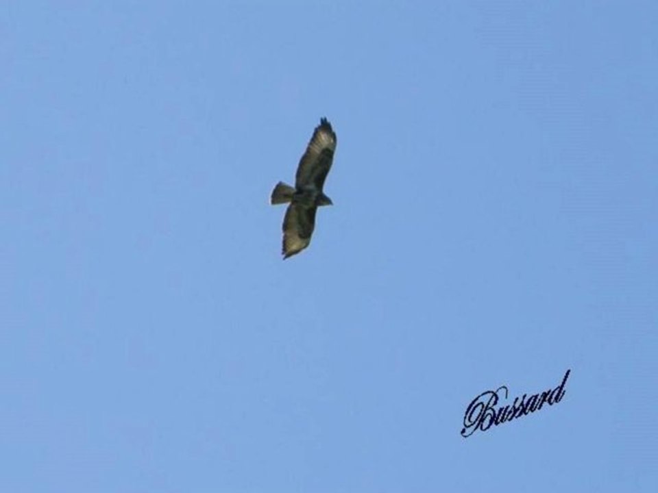 Vögel - Bussard - Buteo - Buzzard/Hawk