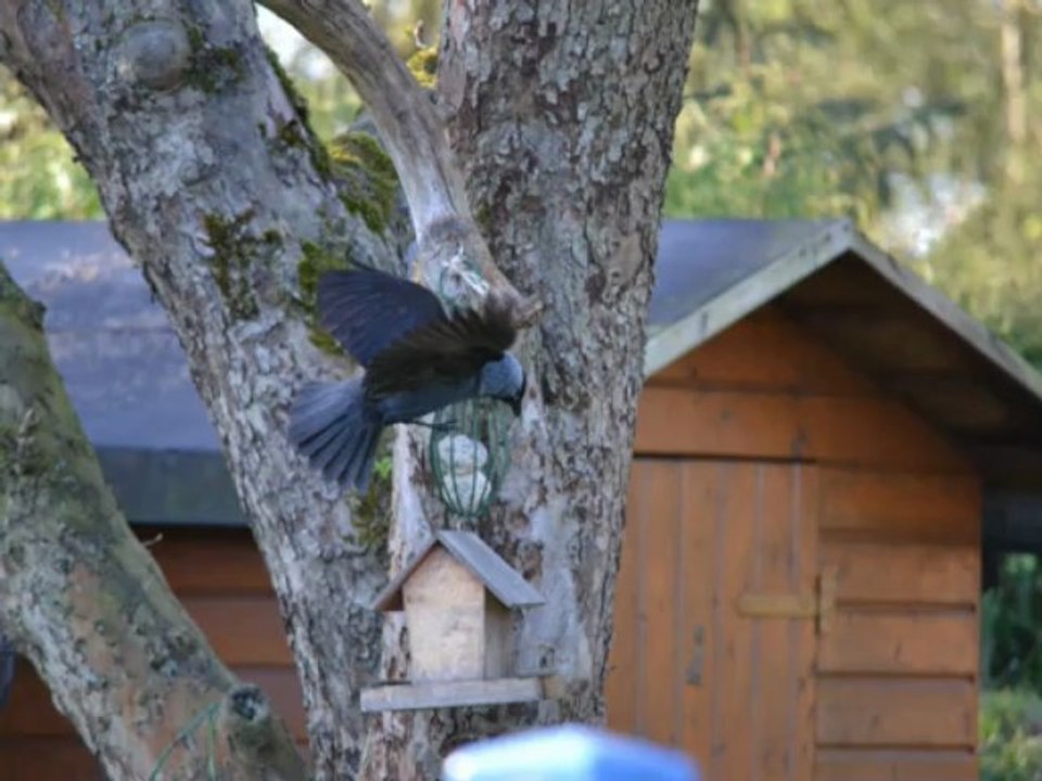 Vögel - Dohle - Corvus Monedula - Eurasean Jackdaw