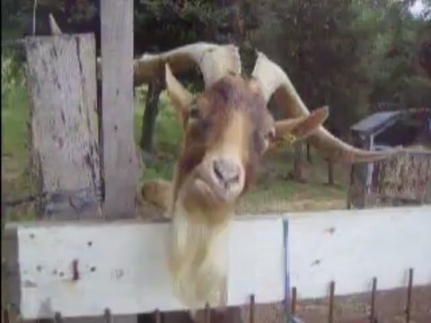 Caramel Mon bouc Alpin