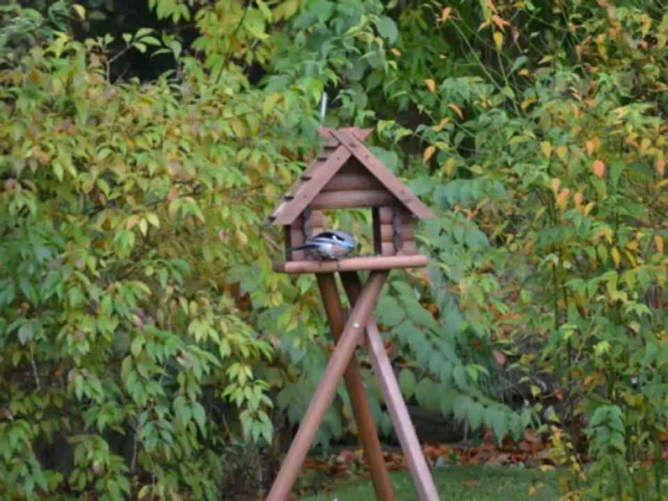 Vögel - eichelhäher - glarrulus glandarius - eurasean jay