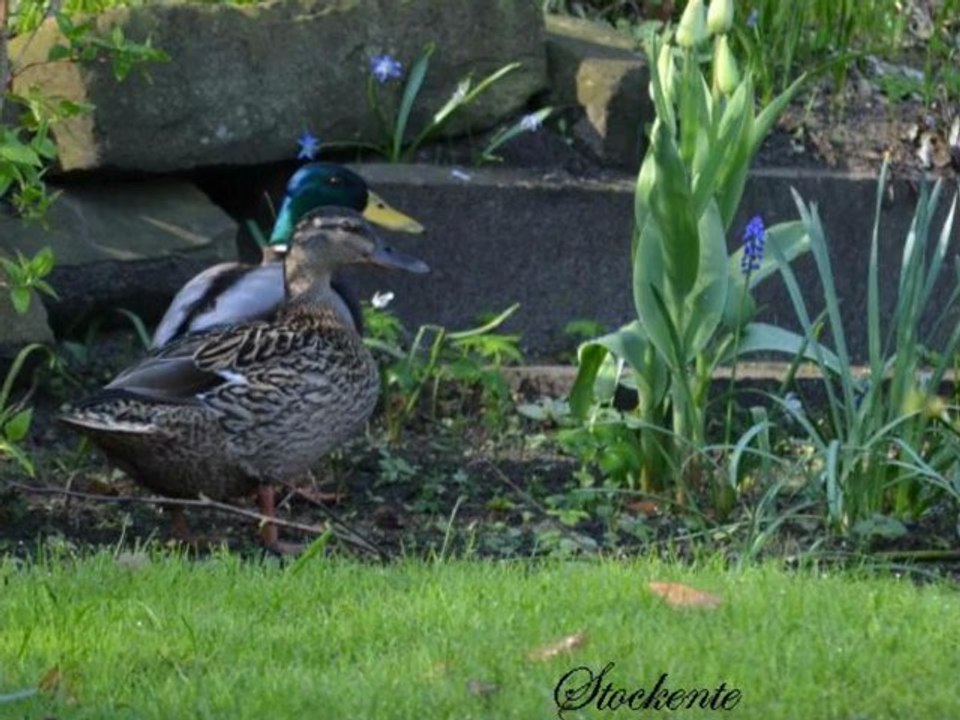 Vögel - Ente - Anatidae - Duck