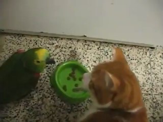 Un chat et un perroquet se disputent la gamelle
