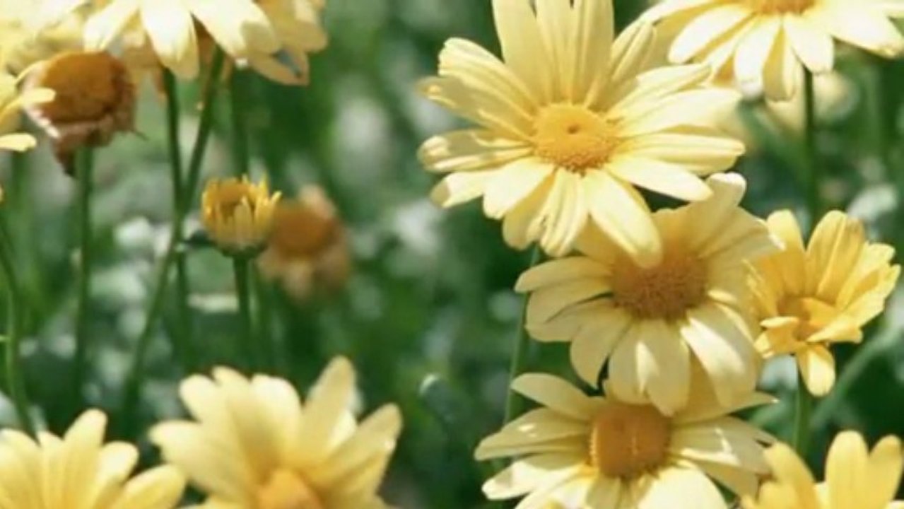 Ahmet Özhan - Bir Kadın Var Bu Şehirde