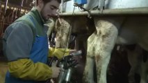 Patrick éleveur bovin et de brebis en Champagne-Ardenne