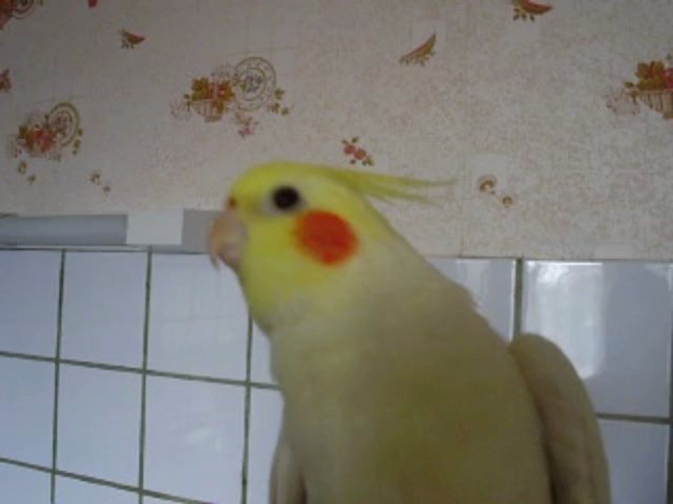 Calopsitte coco