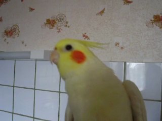 Calopsitte coco