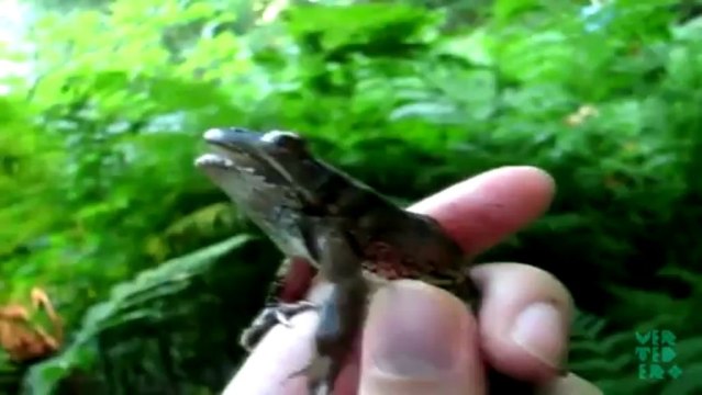 Compilation de cris de grenouilles