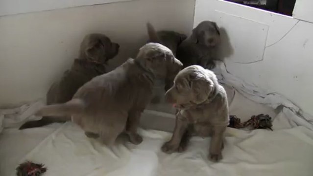 16032013 Jesse Ewan bébés poils longs Jour 35