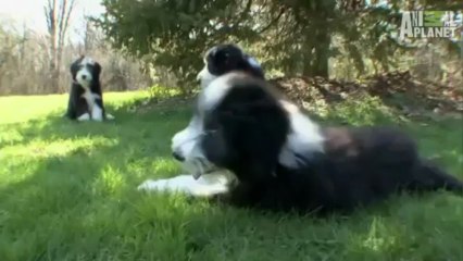 PET PRESTİJ / PET SÜPERMARKET