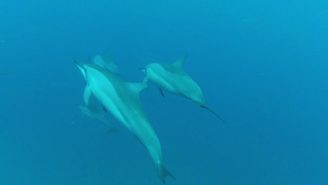 snorkeling avec les dauphins long bec à Maurice vers la baie de Tamarin