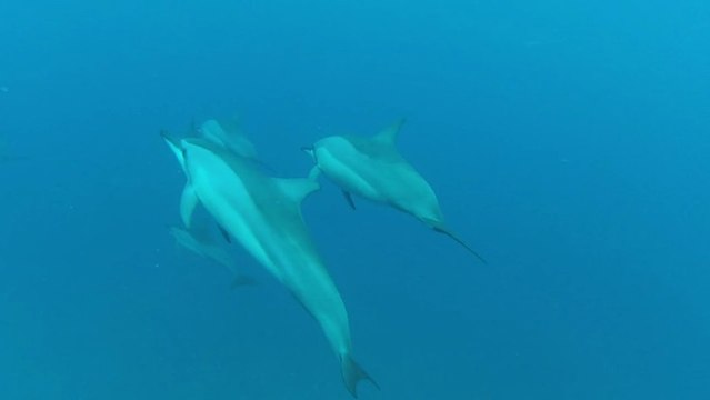 snorkeling avec les dauphins long bec à Maurice vers la baie de Tamarin