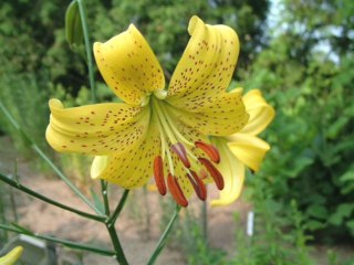 Çiğdem Elmas - Eledim eledim