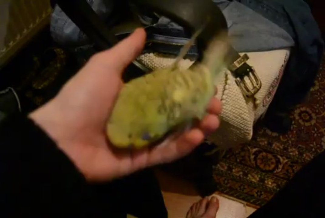 Muhabbet kuşu çiftleşme