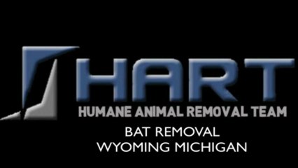 Bat Removal Wyoming