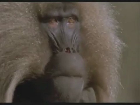 Regarde celle la elle est moche comme un poux....