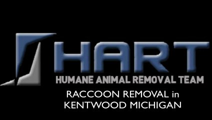 Raccoon Removal Kentwood