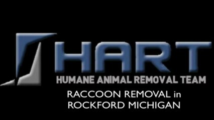 Raccoon Removal Rockford
