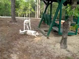 Pine Ridge Golden Retrievers