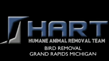 Bat Removal Grand Rapids
