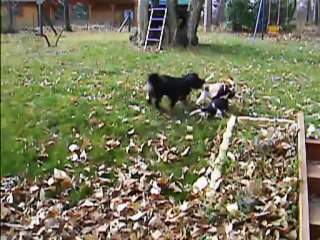 tous les chiens réunis