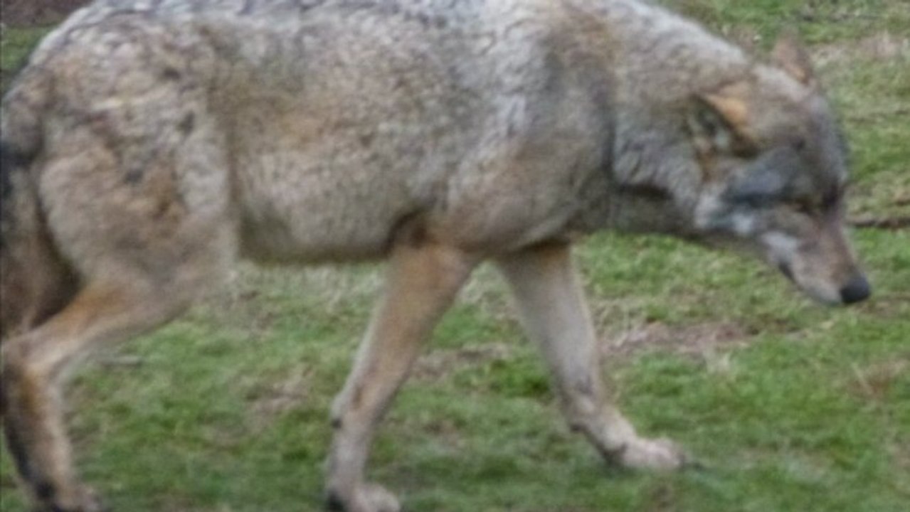 Les loups de Chabrières