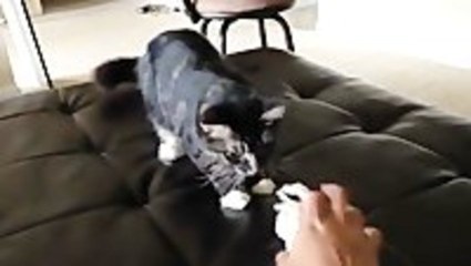 Cat Fetches Like A Dog