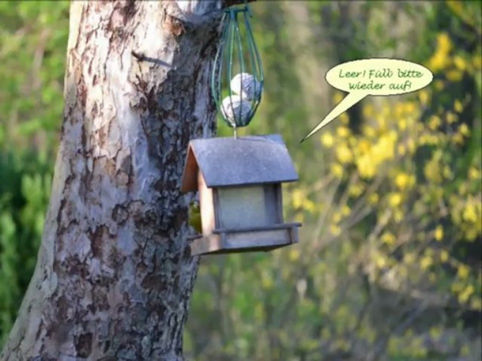 Vögel - Grünfink/Grünling - Carduelis Chloris - Greenfinch