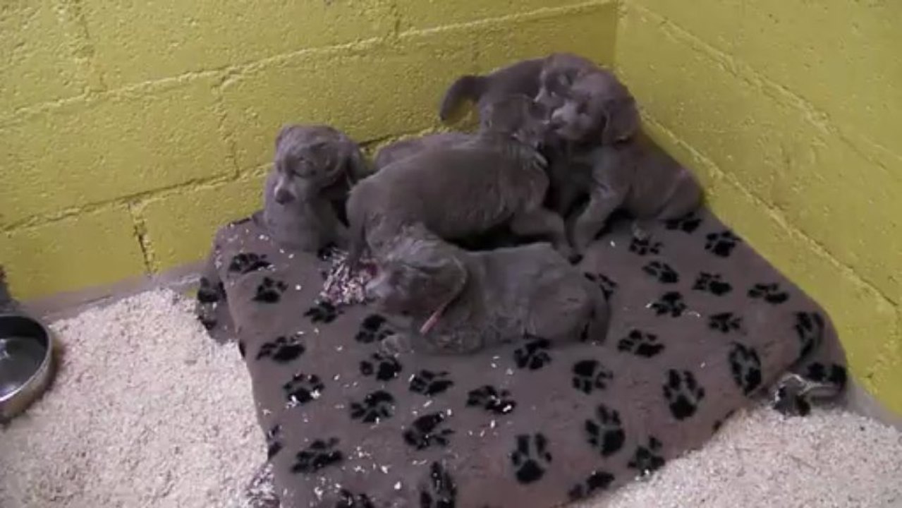 17/03/2013 Jesse Ewan bébés poils longs Jour 36