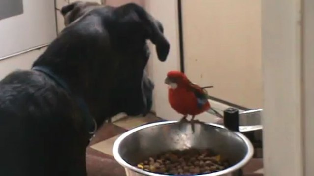 tayson na pas le choix la peruche es plus forte mdr il doit la laisser mdr